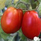 Plant de tomate 'Roma' F1 : pot de 0,5 litre